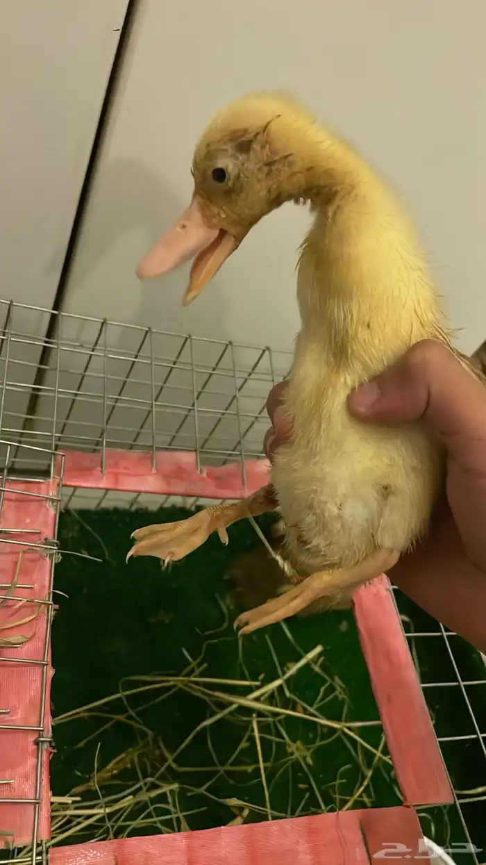 متوفر فروخ بط او صوص للبيع 2 اعمارها من اسبوعين الي شهر 20 0