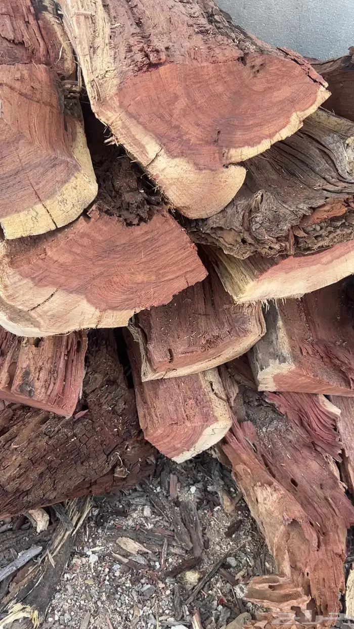 حطب سمر شلايخ 2