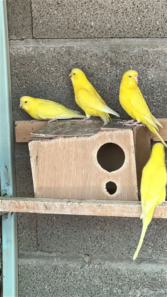 الجله وتبراك طريق النطاش 0