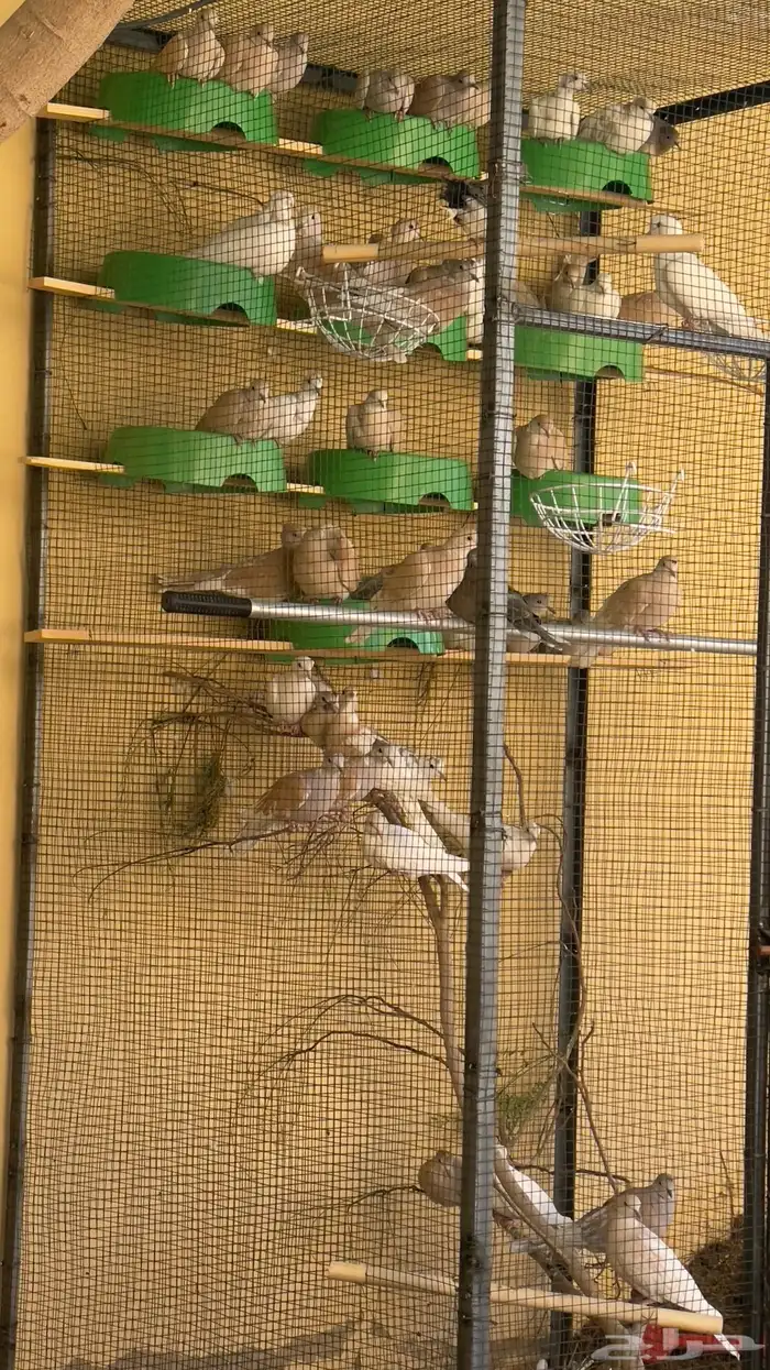 قماري يا كريم 2