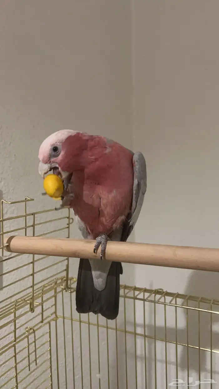 كوكاتو قالا للبيع 0