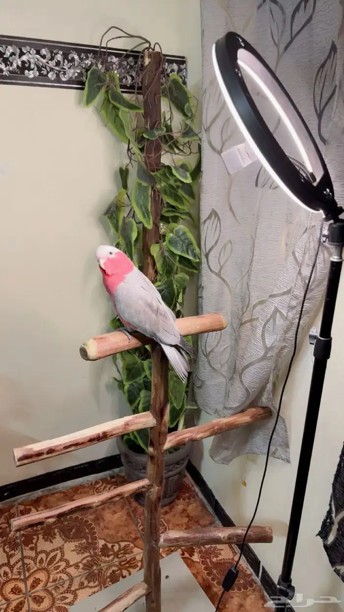 ببغاء كوكاتو قالا اليف ولعوب ومتكلم وهدد داخلي 5