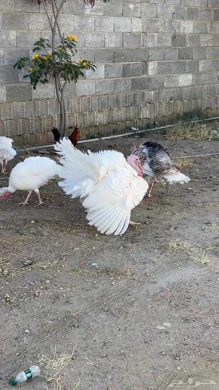 خميس مشيط طريق الملك عبدالله 2