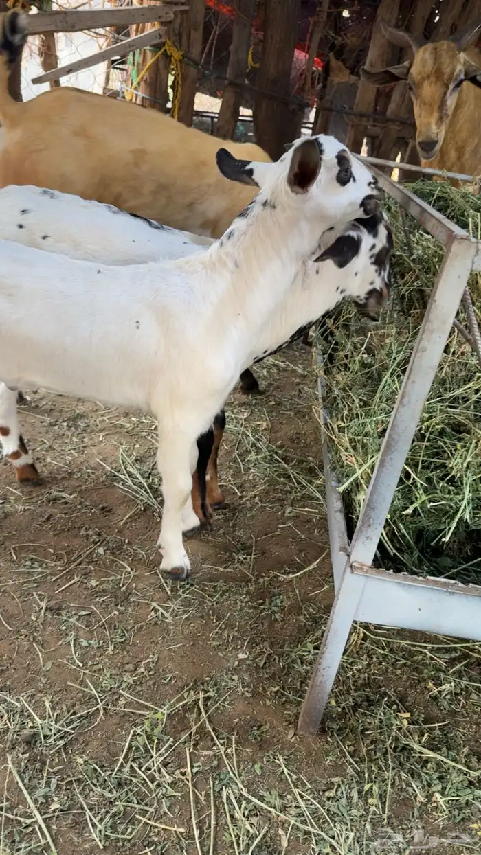 2 تيوس بيشيات 1