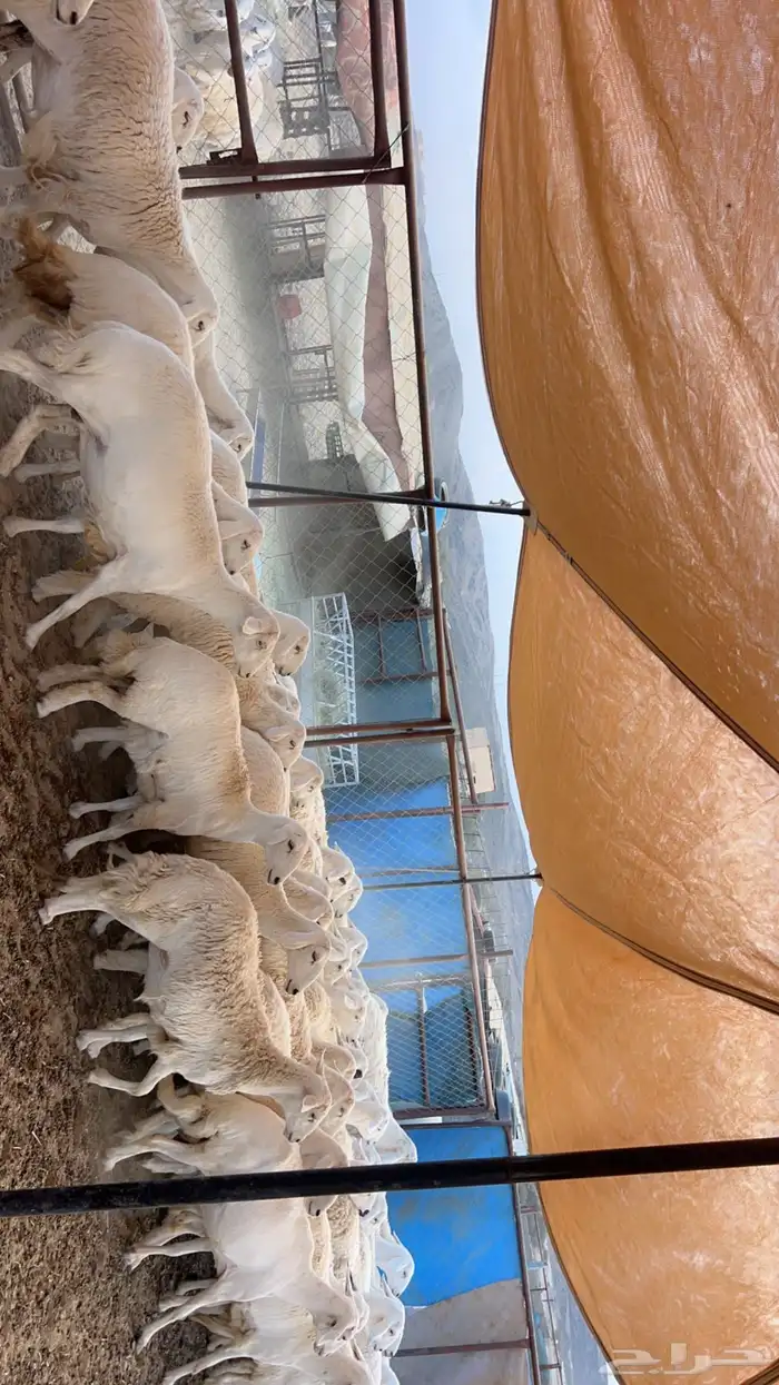 82 راس من ضأن شهران صنف الصنف شكلها قليل جدا  بفحلها صنف 0