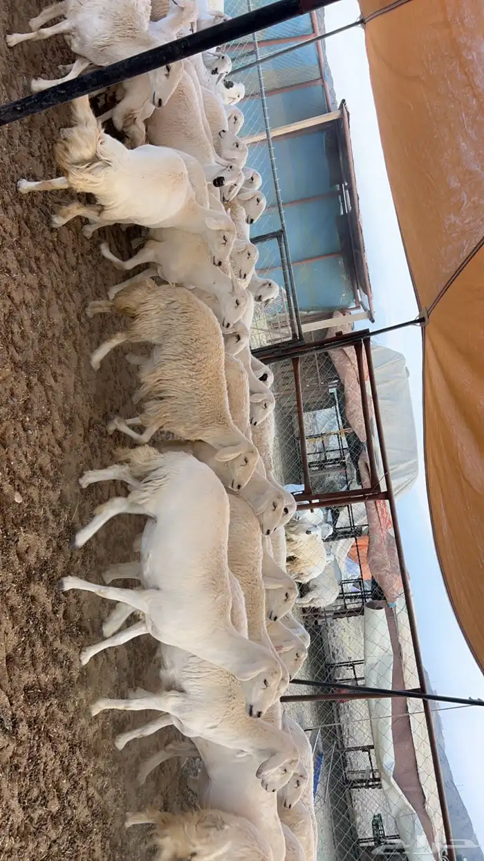 82 راس من ضأن شهران صنف الصنف شكلها قليل جدا  بفحلها صنف 2