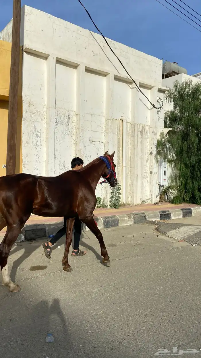 حصان شعبي كفوو 6