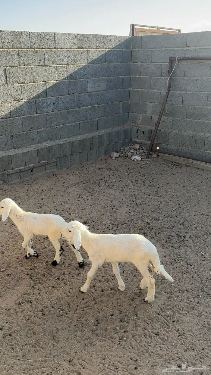 نعجه متاوم 1