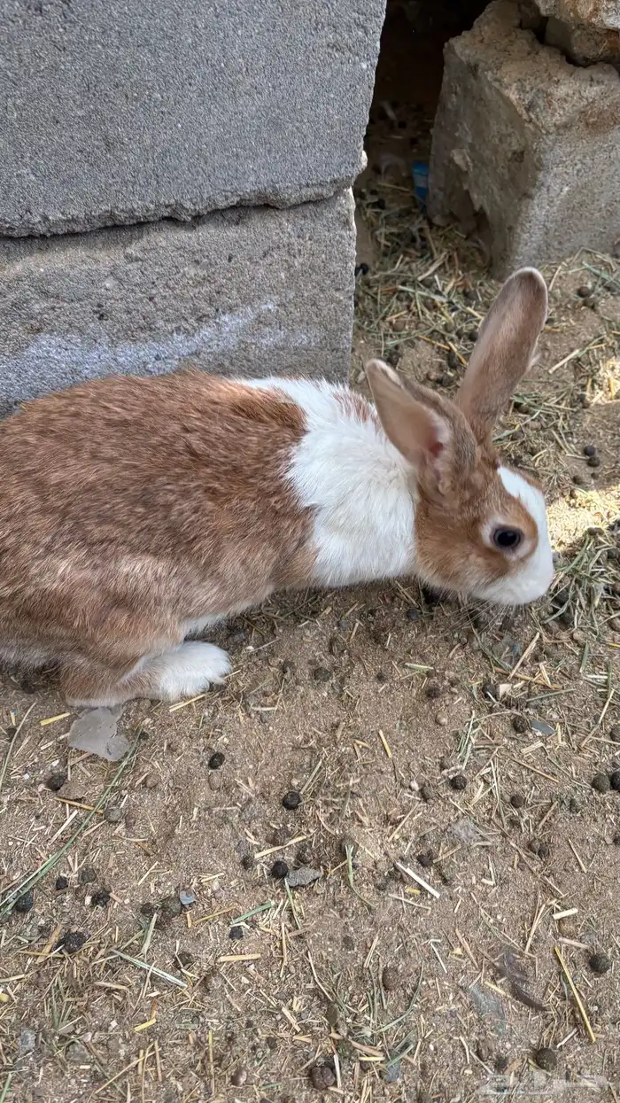 للبيع ارنب وعيالها 2