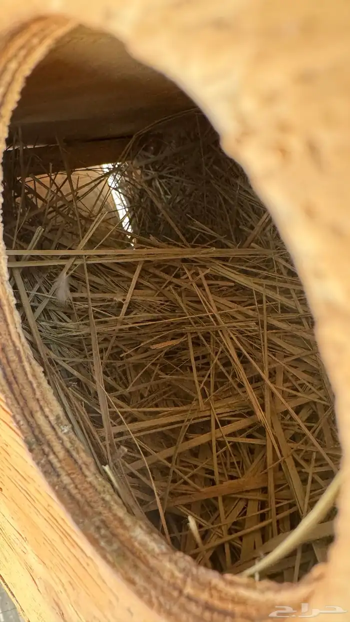 زوجين روز منتجة 2