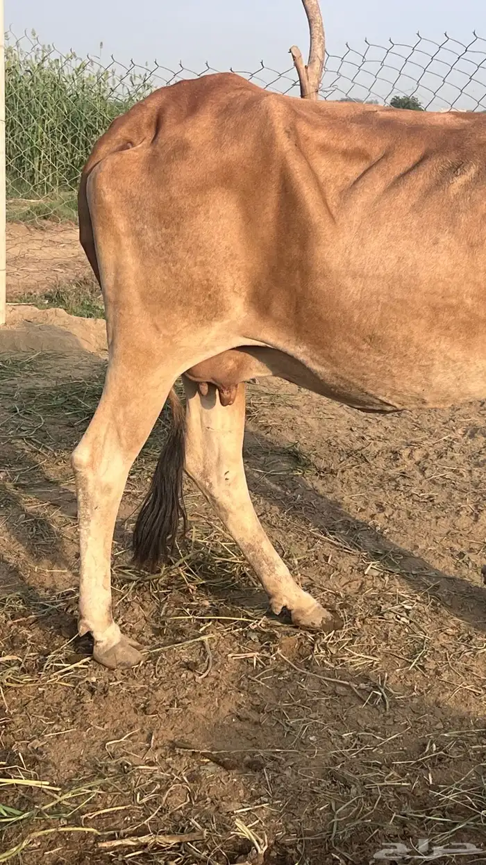 بقره للبيع سنها سديس 2