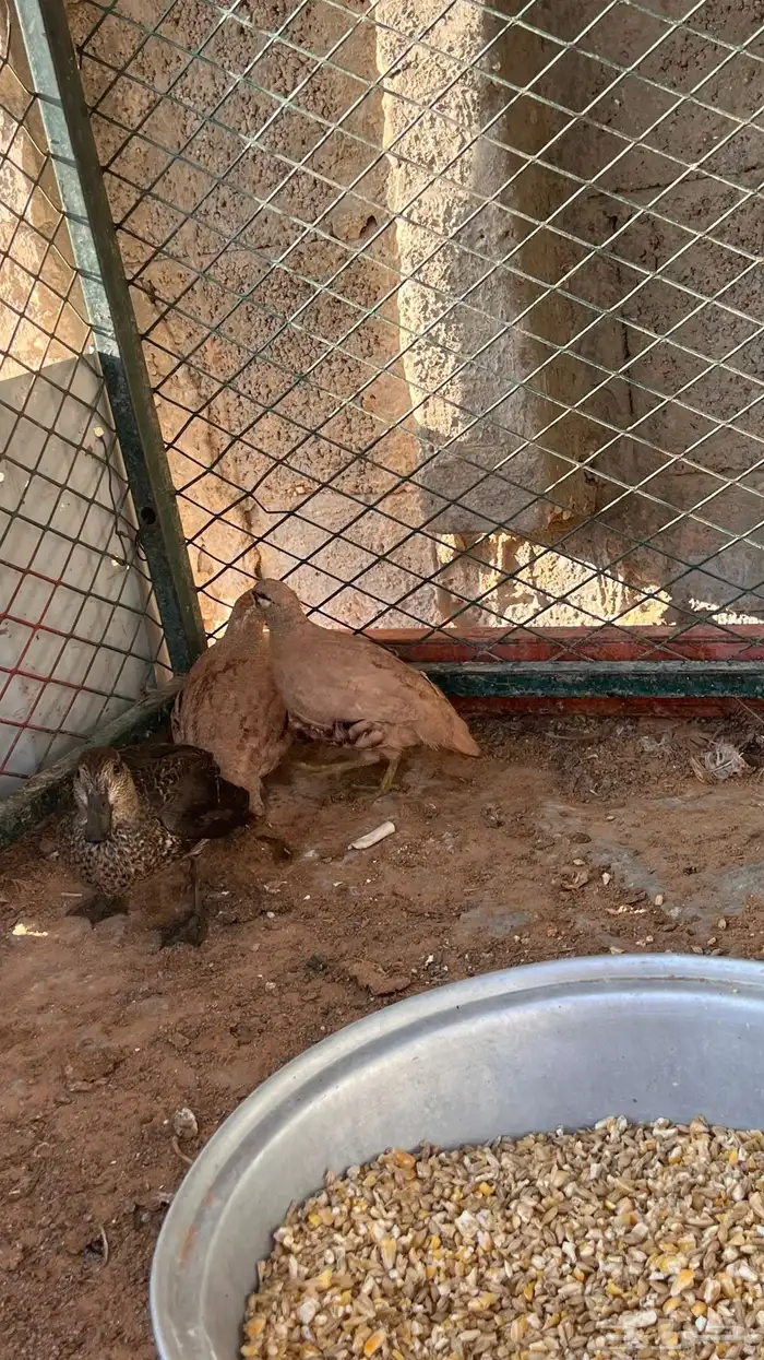 بط نحم شتوي 3