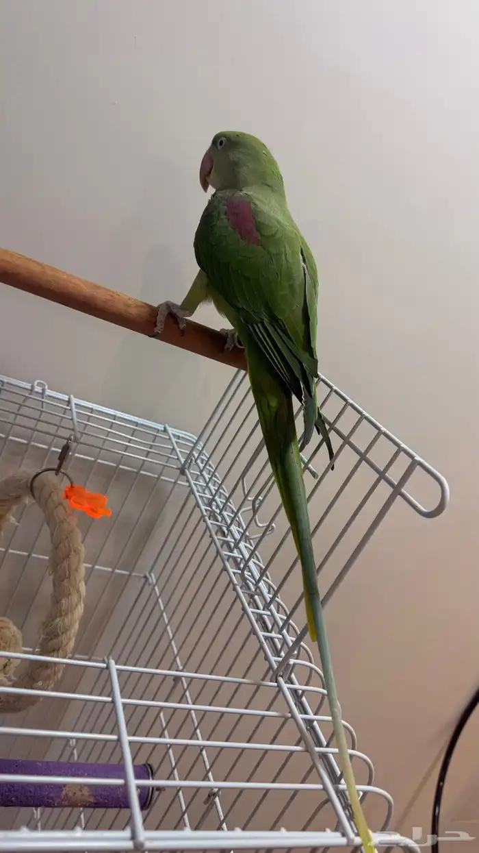 للبيع طائر ببغاء دره نيبالي حجم جامبو 5