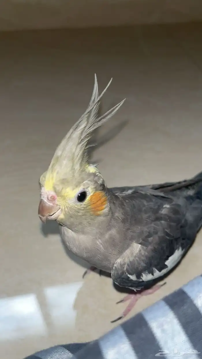 كروان انثى للانتاج 0