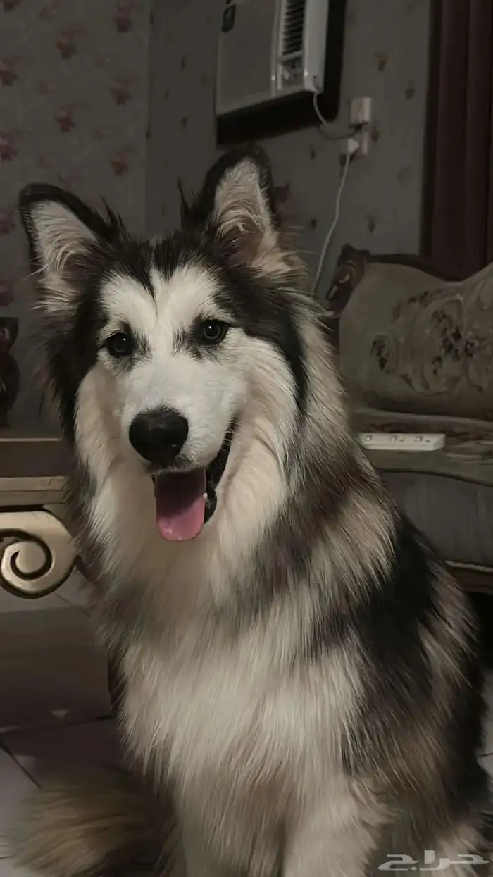 كلب هاسكي للبيع 0