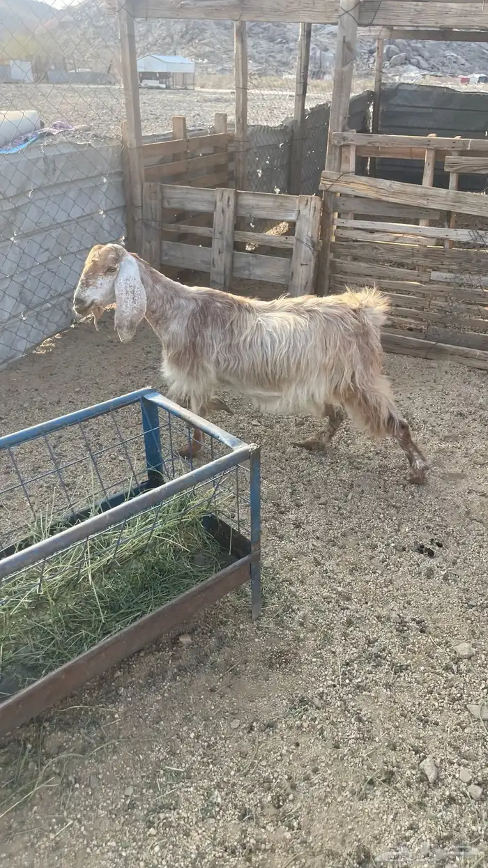 ماعز عوارض عدد2. دفيع شرط تووم شرط سونار 2