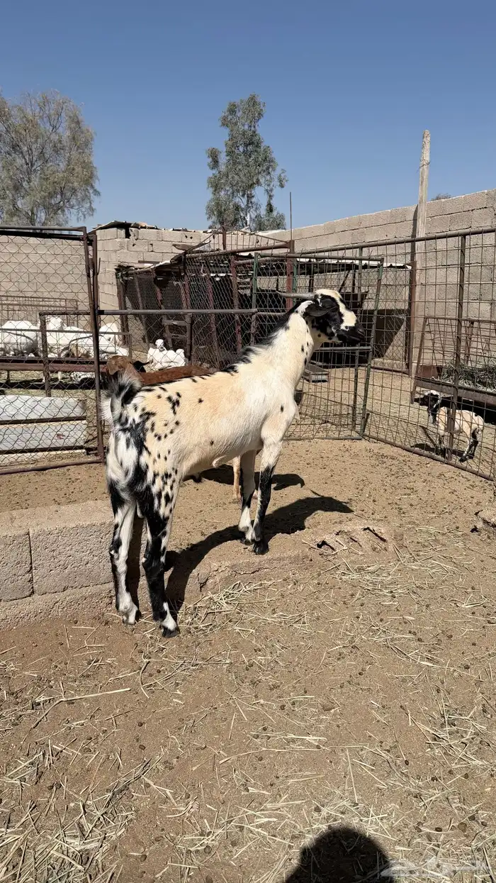 تيس فحل بيشي 2