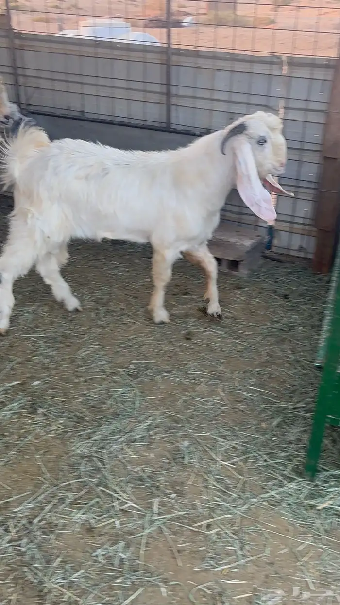 للبيع تيس مغلققق 0