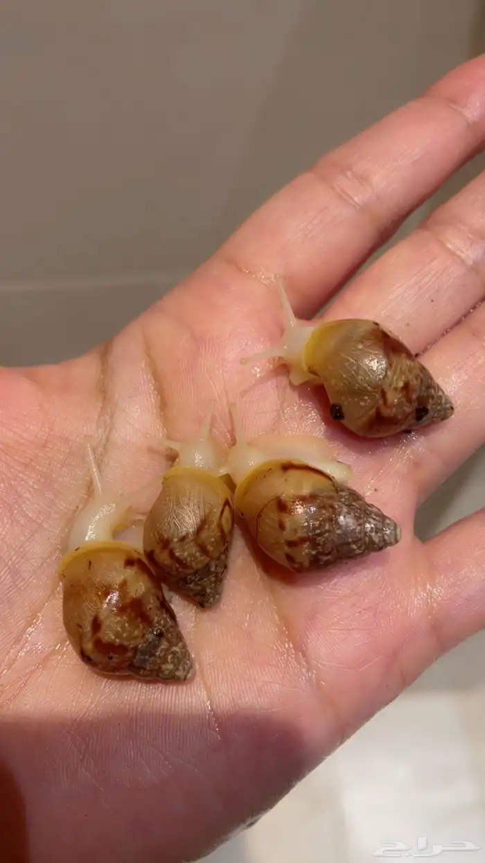 عرض لأول مره 4 و 4 مجانا 0