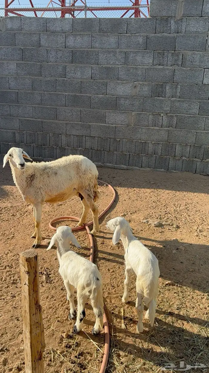 نعجه متاوم 0