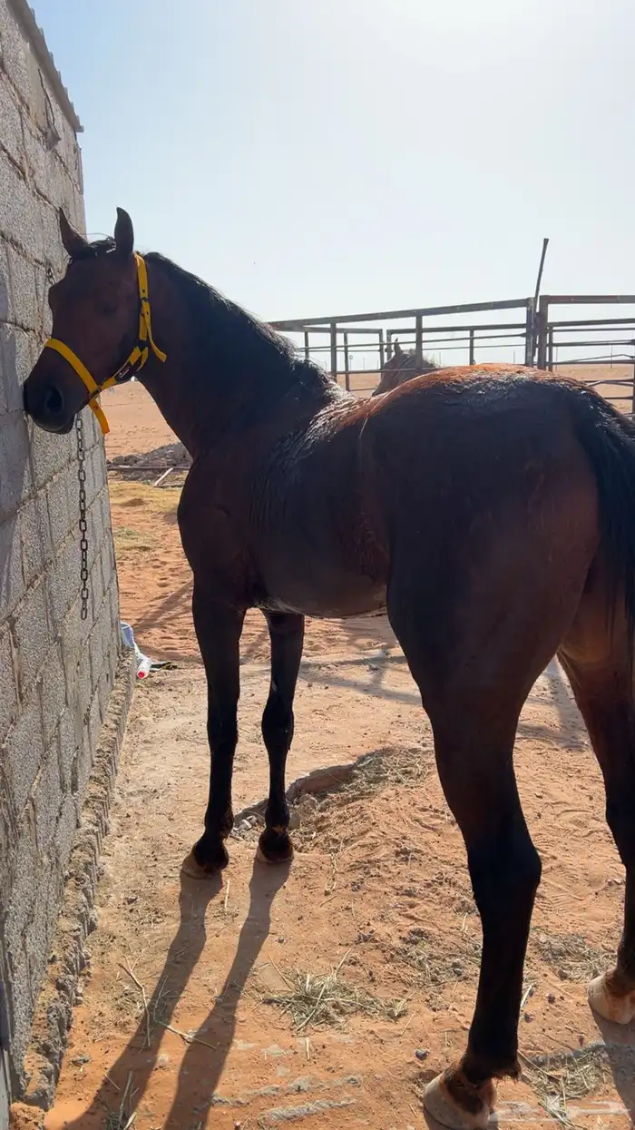 حصان شعبي كفو 2