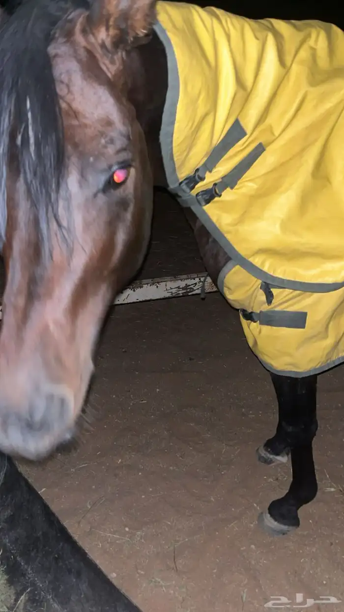 حصان البيع العمر سبع سنوات الطول 152 الحصان طرب حار 3