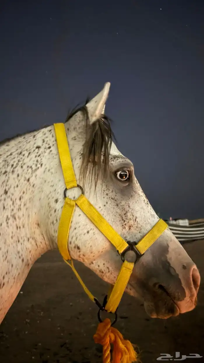 حصان شعبي للبيع 0