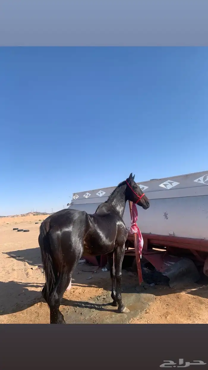 فرس مهجنه العمر 5 1