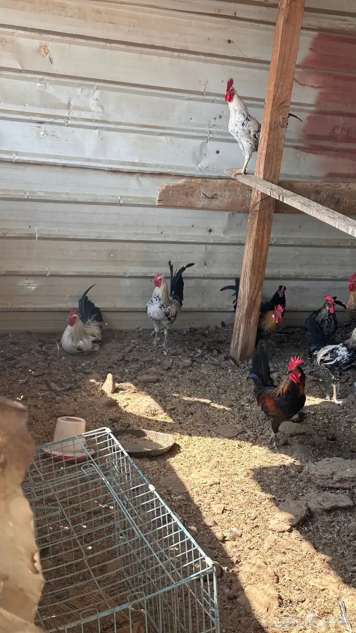 ديوك للبيع 1