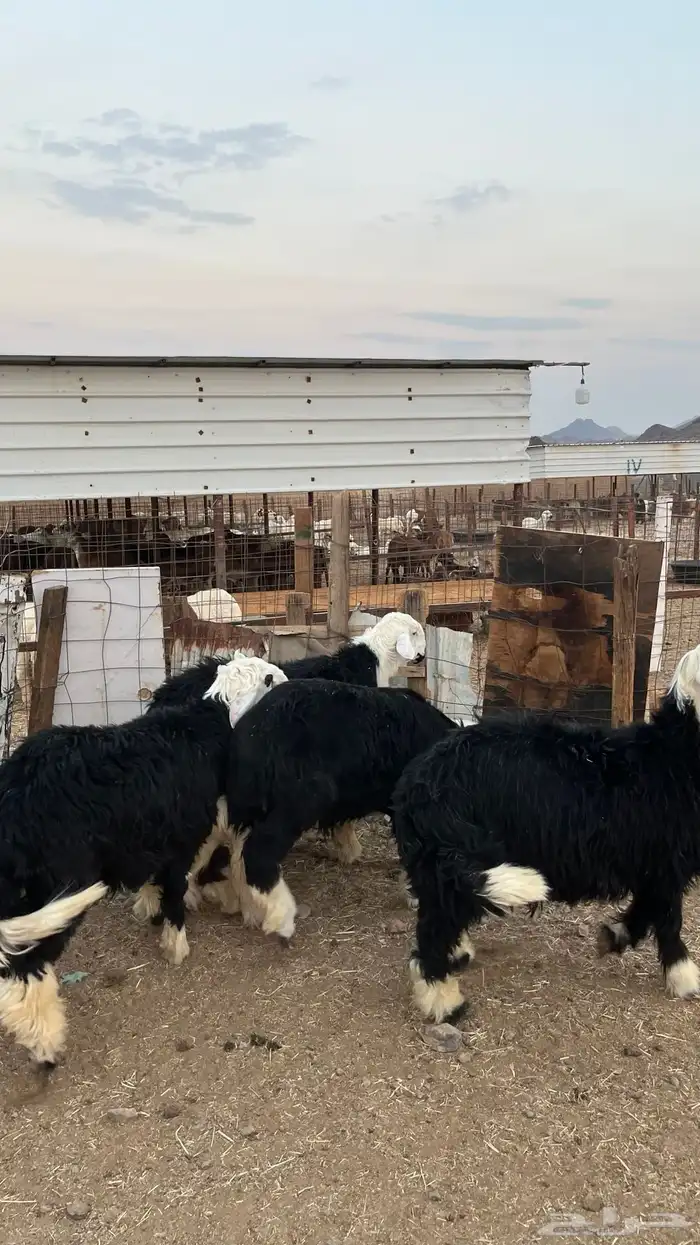 طليان نجدي ذبائح 4