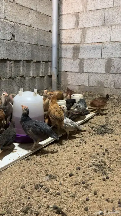 دجاج صيصيان الصحه شرط index