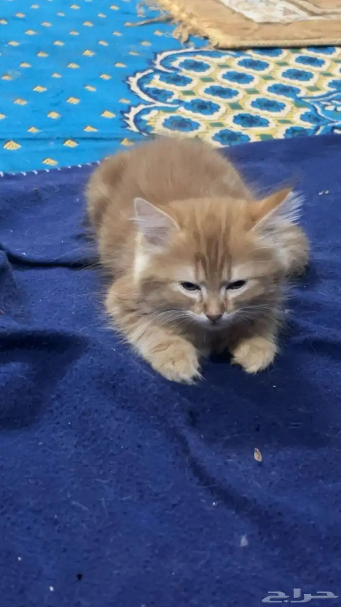 قطط للبيع 100 للواحد كيتن قطط صغيرة 2