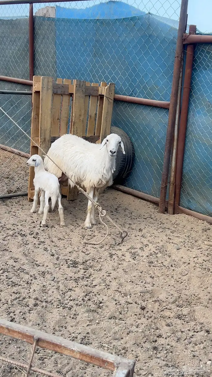82 راس من ضأن شهران صنف الصنف شكلها قليل جدا  بفحلها صنف 3