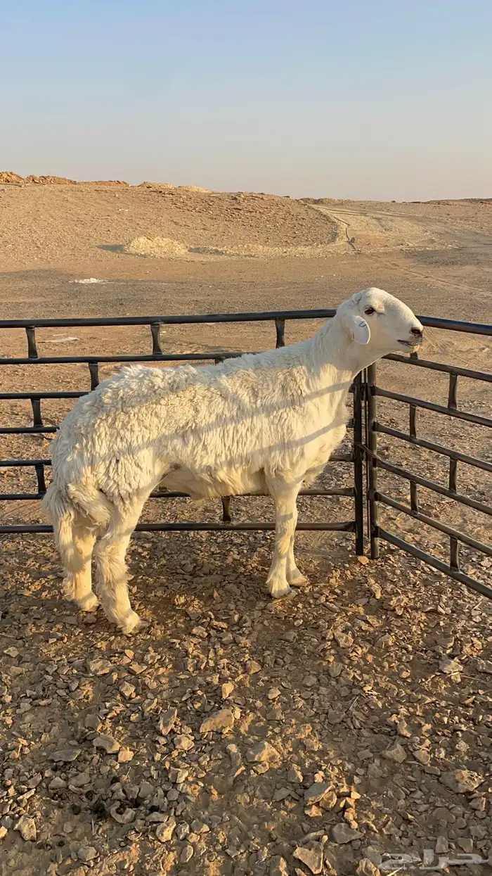 للبيع فحل حري جذع مشروط 8