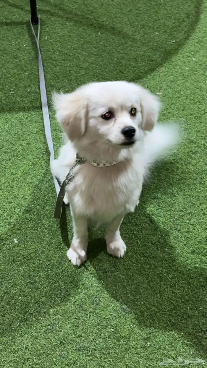 كلب شيواوا 3