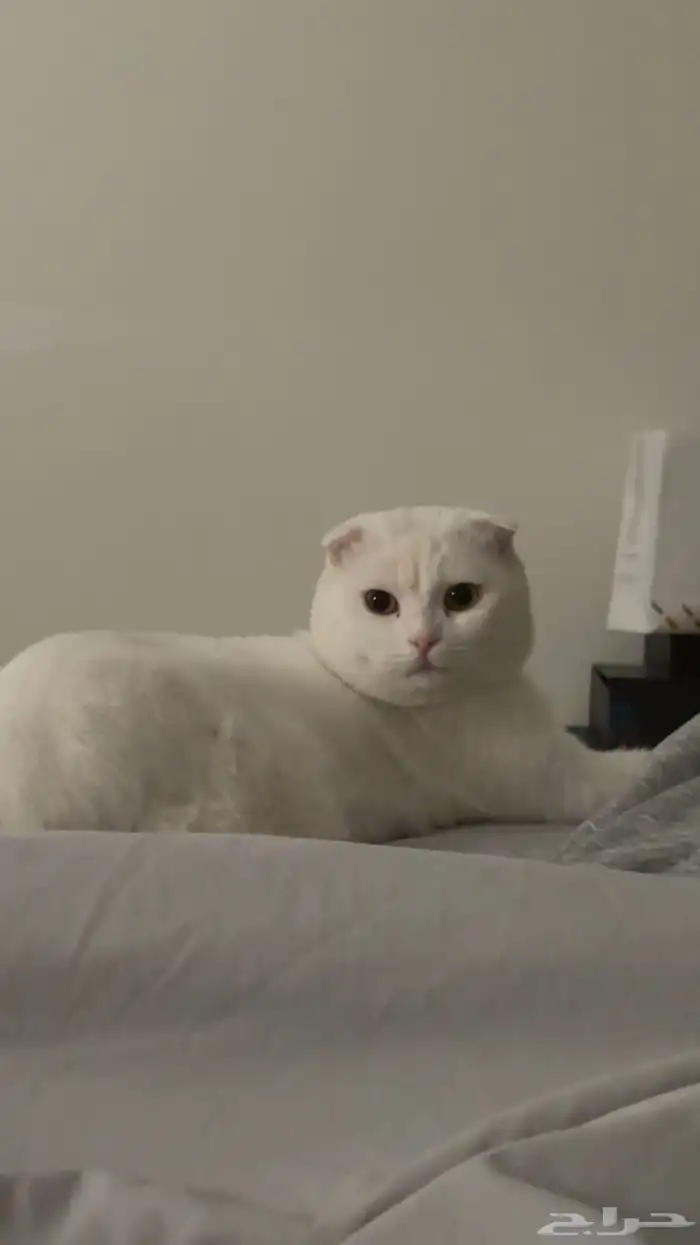 ذكر سكوتش فولد تزاوج 1