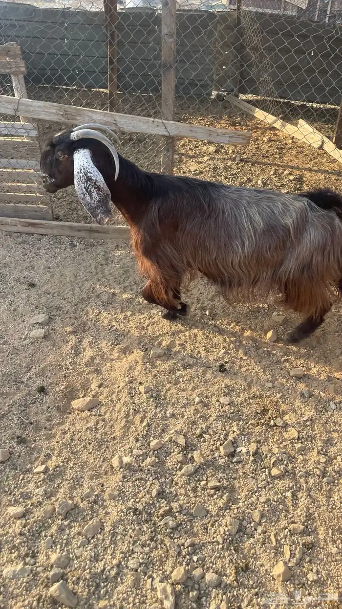 ماعز عوارض عدد2. دفيع شرط تووم شرط سونار 3