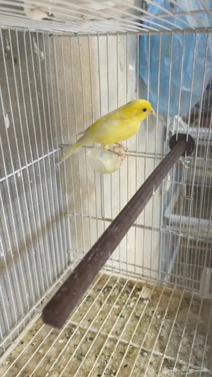 كناري تغريد 2