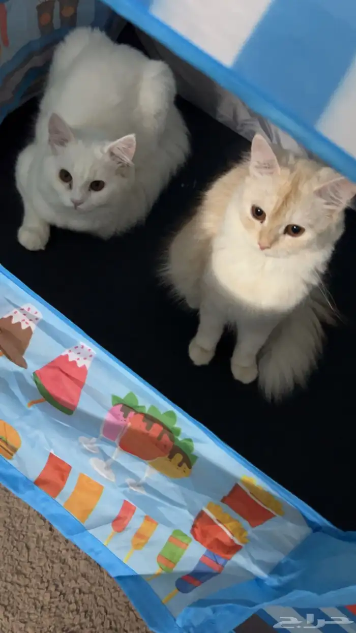 قط شيرازي ابيض للبيع 2