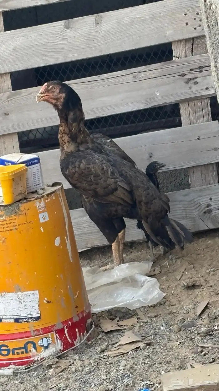 دجاجة شامو معاها صوص 3