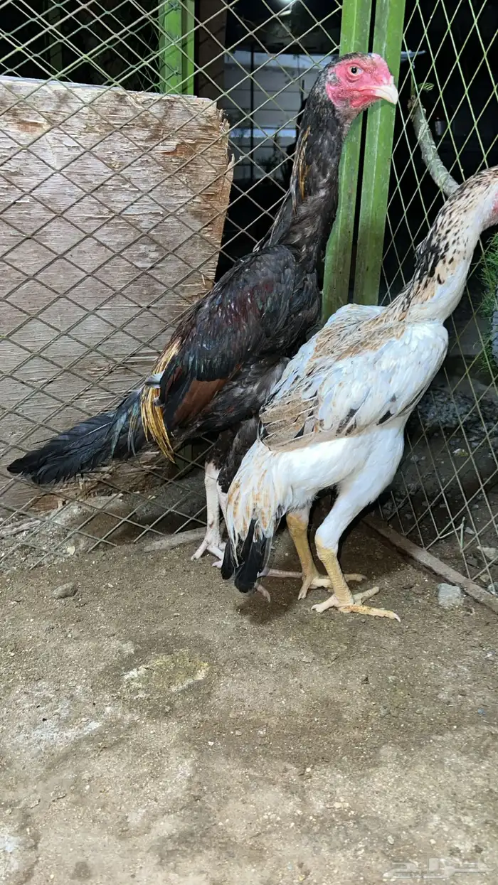 جوز شامو ياباني دم ابو هنوف 3