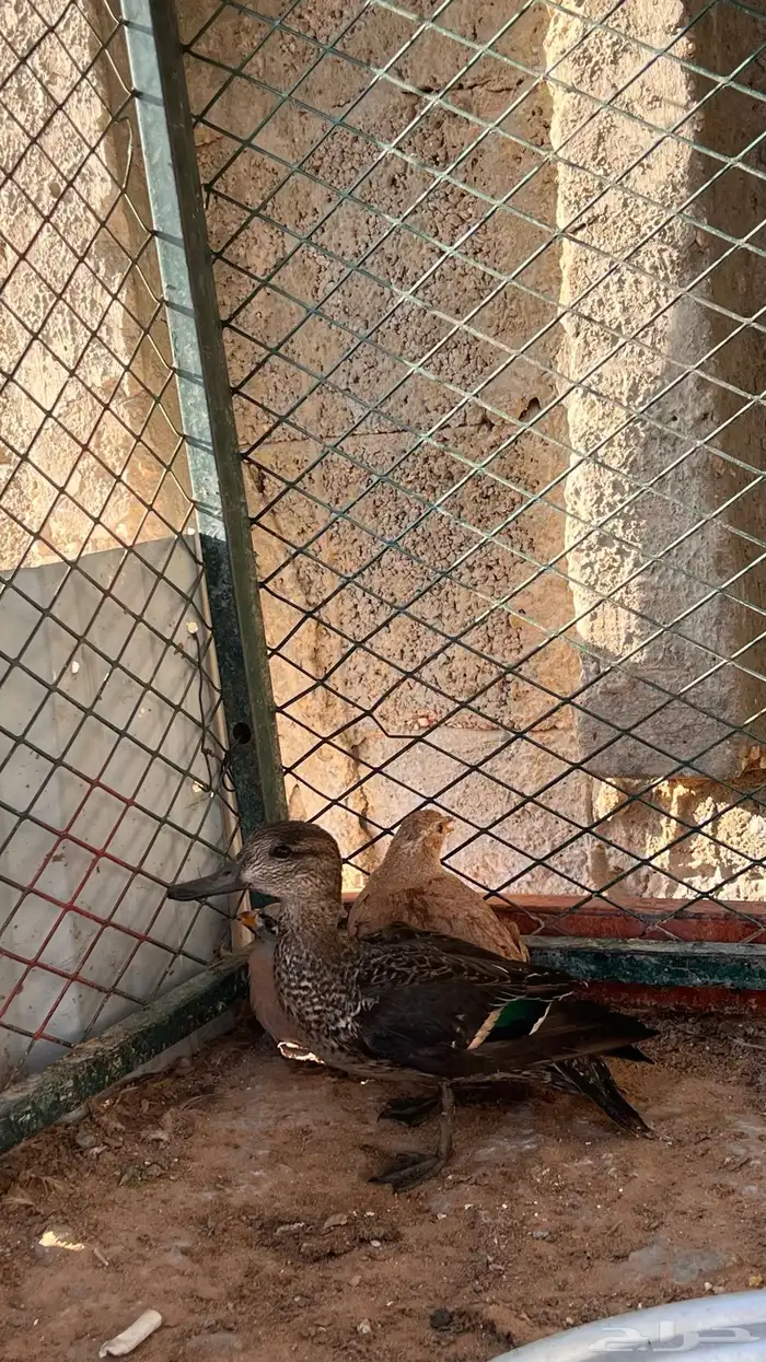 بط نحم شتوي 2