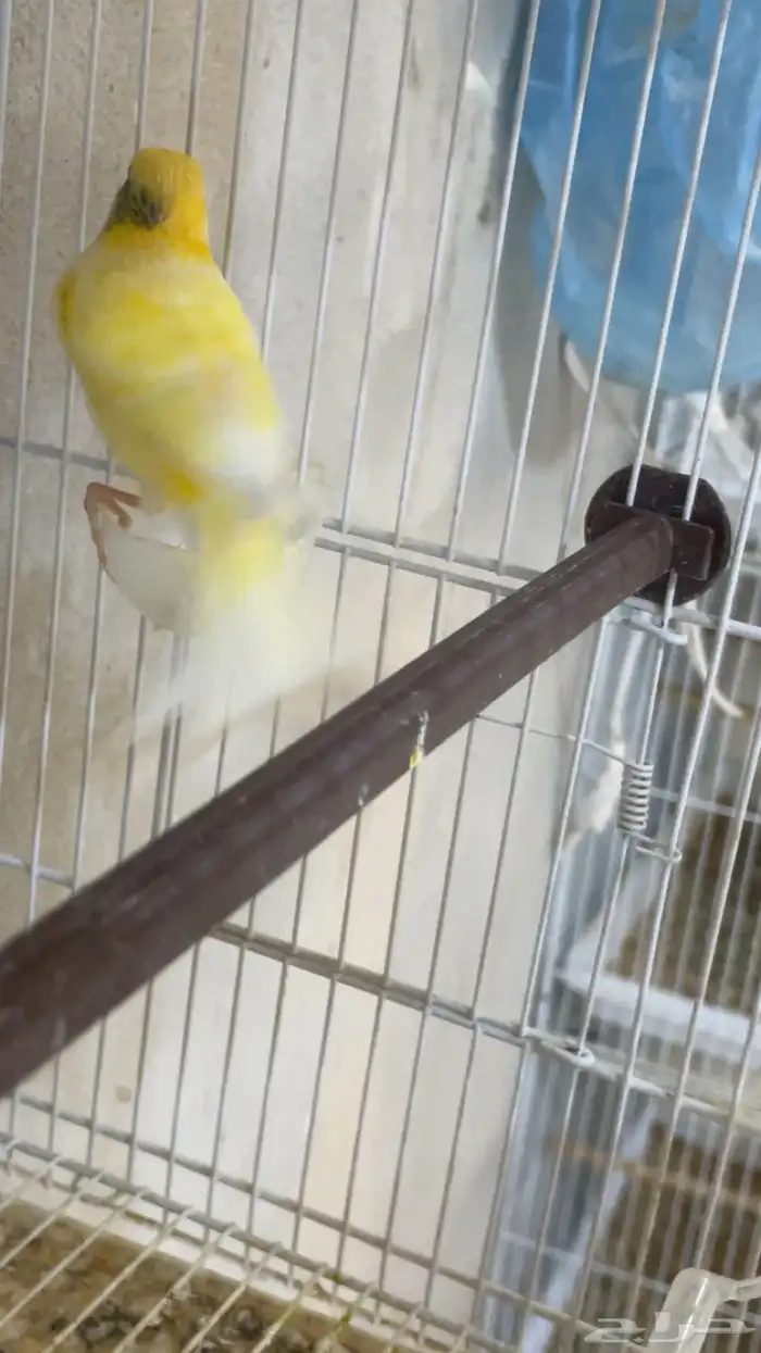 كناري تغريد 5