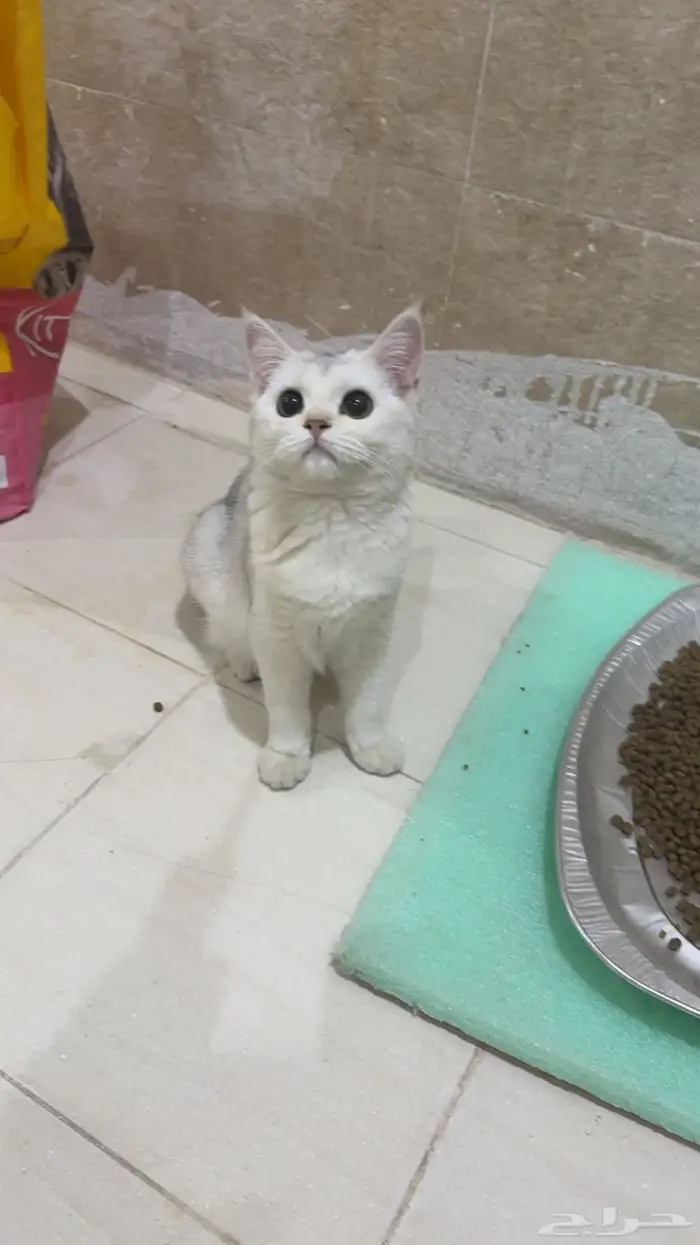 قطط سكوتش بيور قطه 0