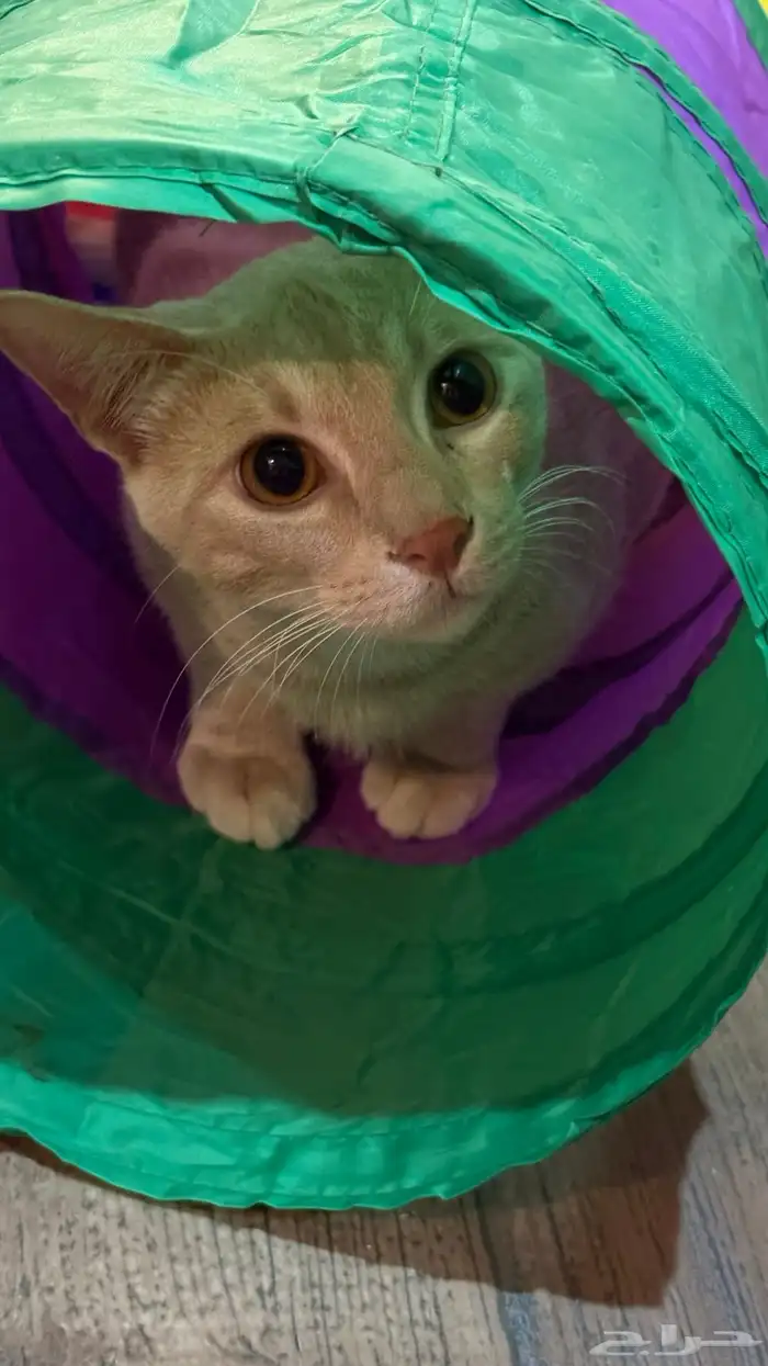 قط معقم للتبني 3