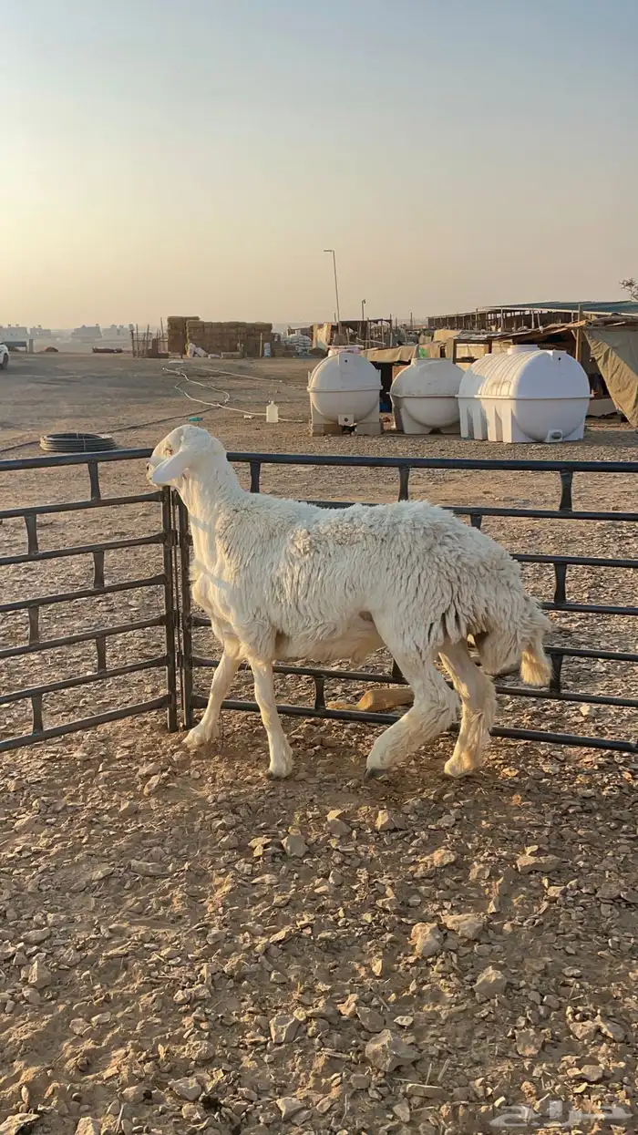 للبيع فحل حري جذع مشروط 0