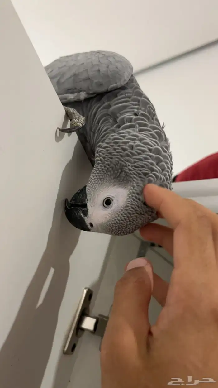 بغبغاء للبيع 2