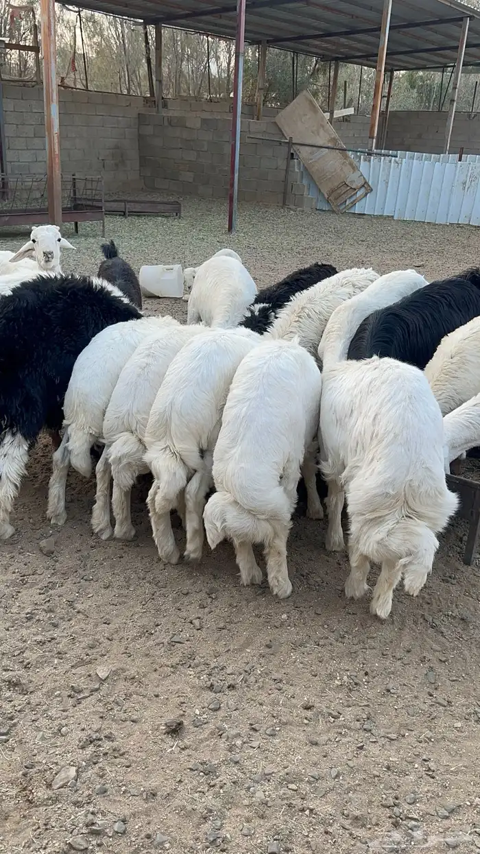 طليان بلدي كفو نظيفه 0