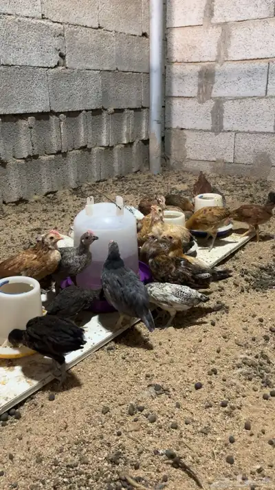 دجاج صيصيان الصحه شرط index