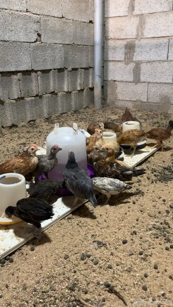 دجاج صيصيان الصحه شرط 2